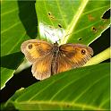 2009_schmetterlinge 0018